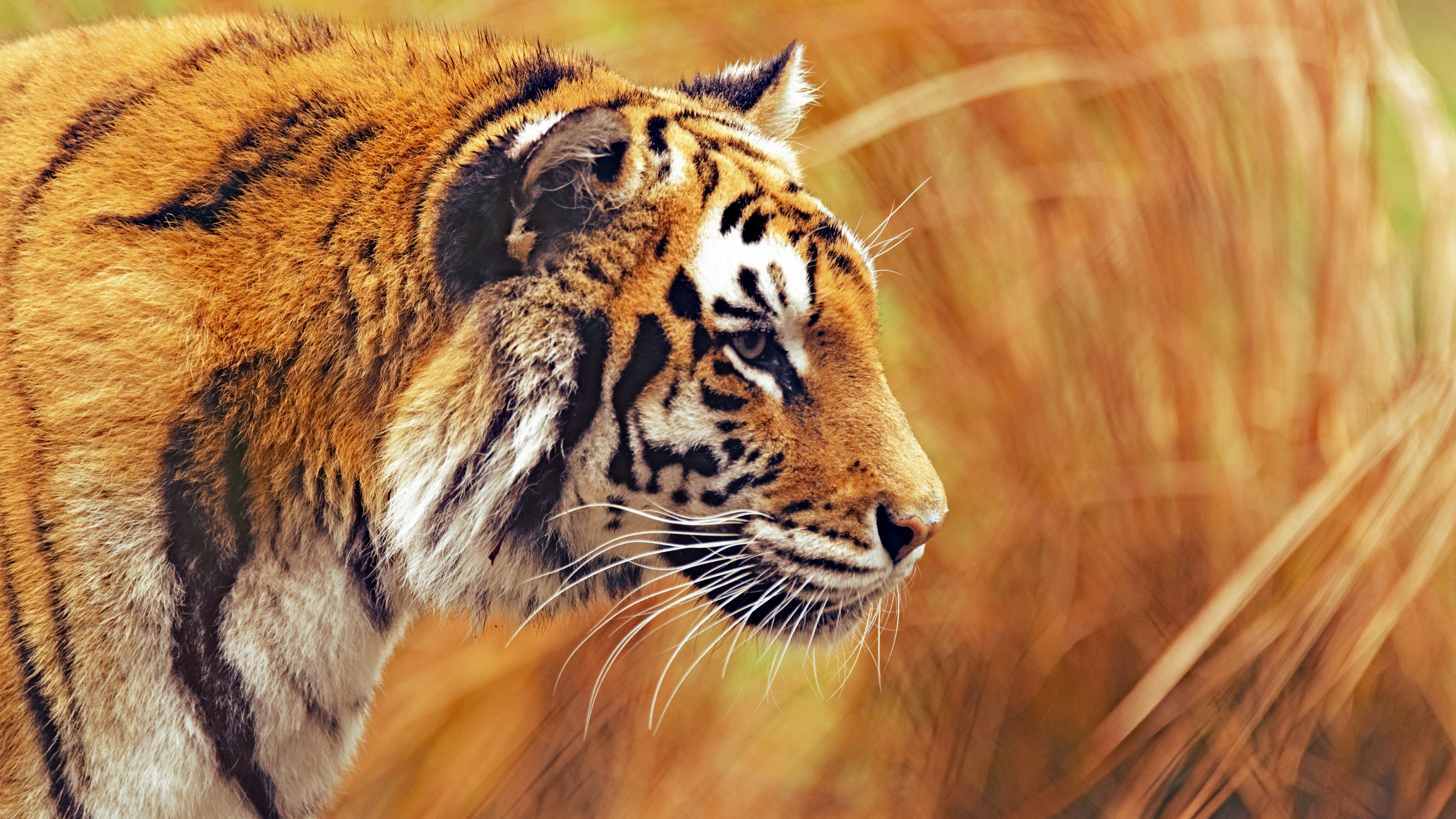 fond d'écran os x tiger,tigre,faune,animal terrestre,tigre du bengale,moustaches