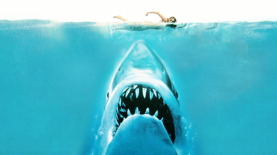 mandíbulas fondo de pantalla,gran tiburón blanco,tiburón,pez,agua,pez cartilaginoso