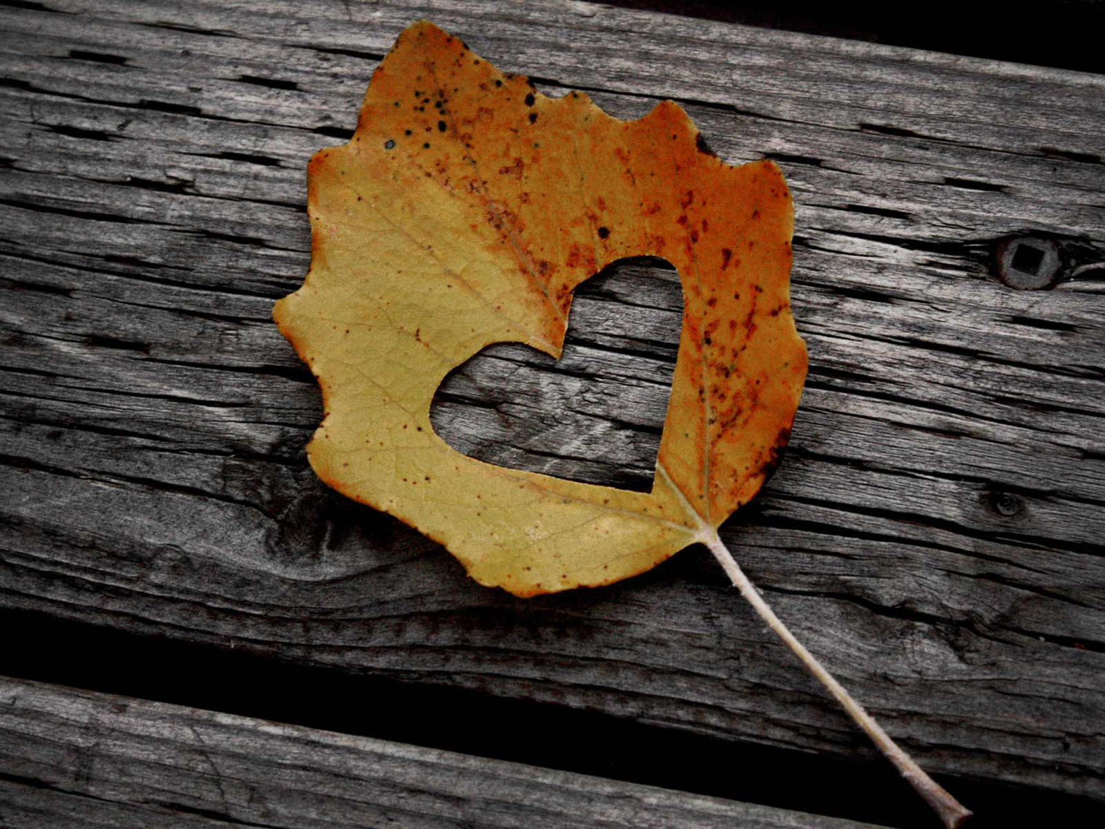 fall in love wallpaper,leaf,wood,tree,yellow,still life photography
