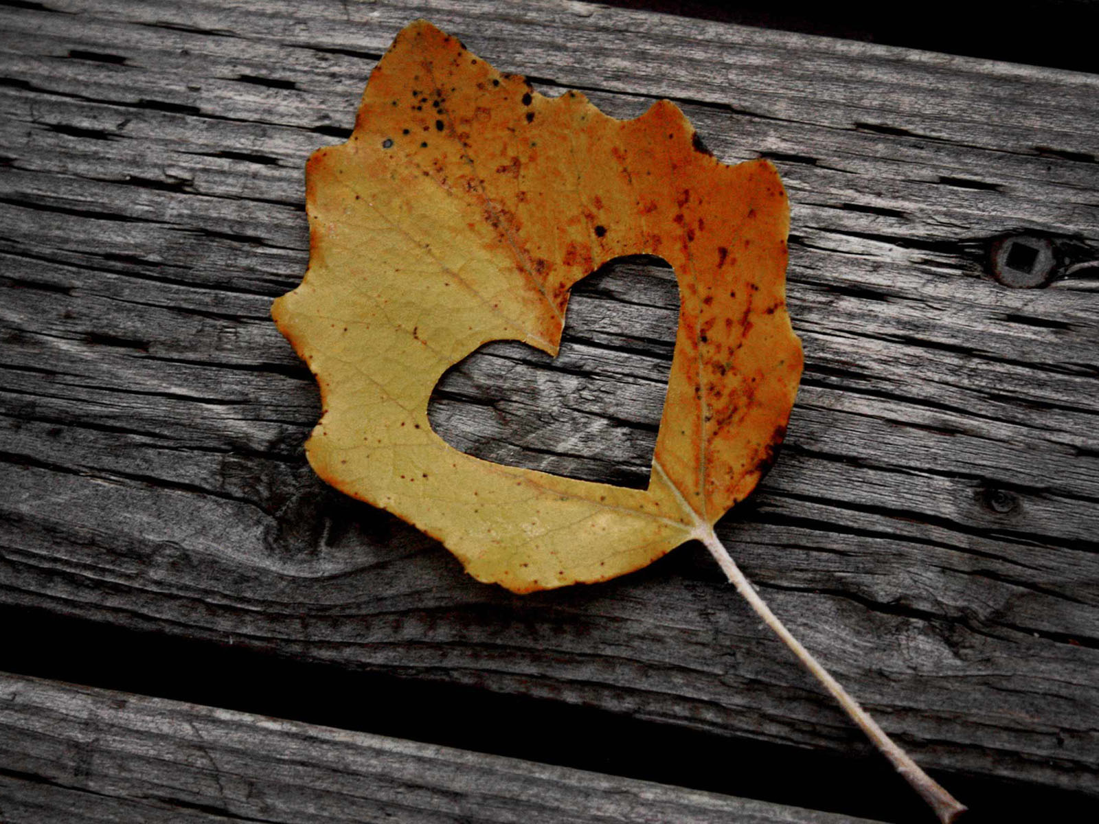 enamorarse fondo de pantalla,hoja,madera,árbol,amarillo,fotografía de naturaleza muerta