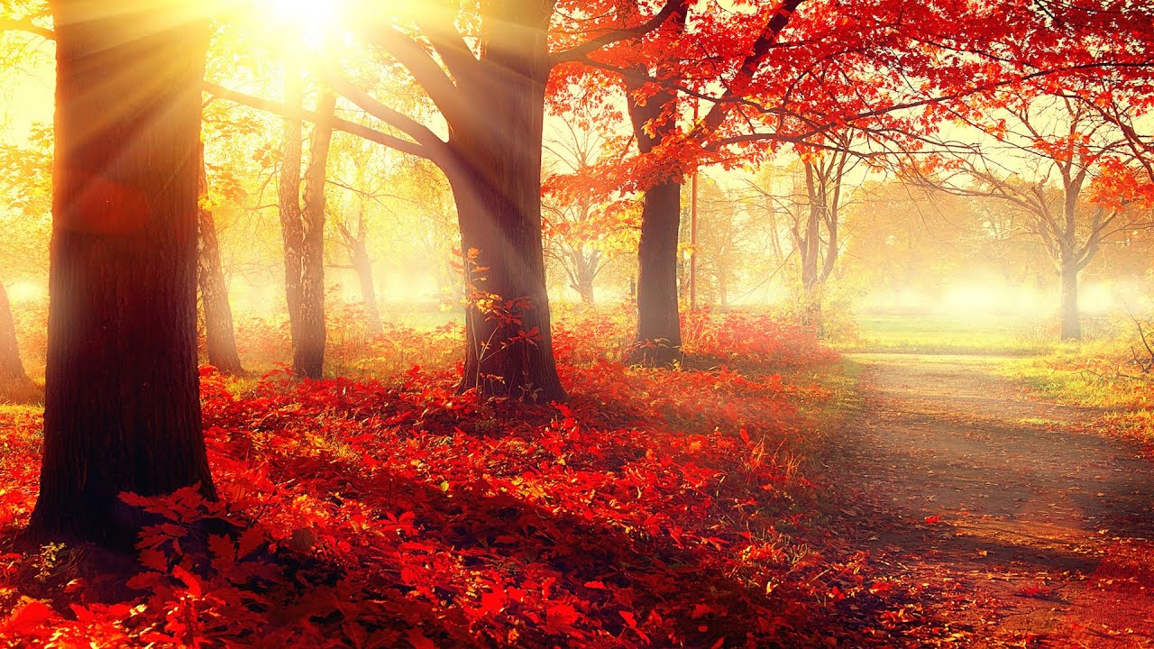 verlieben tapete,natürliche landschaft,natur,baum,rot,sonnenlicht