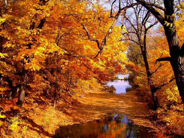 verlieben tapete,baum,natürliche landschaft,natur,blatt,herbst