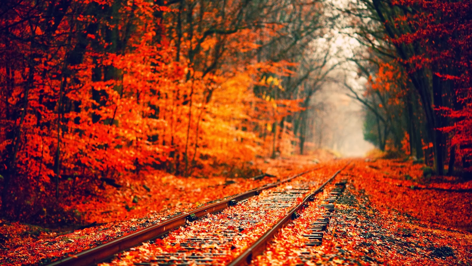 verlieben tapete,baum,blatt,natur,herbst,rot