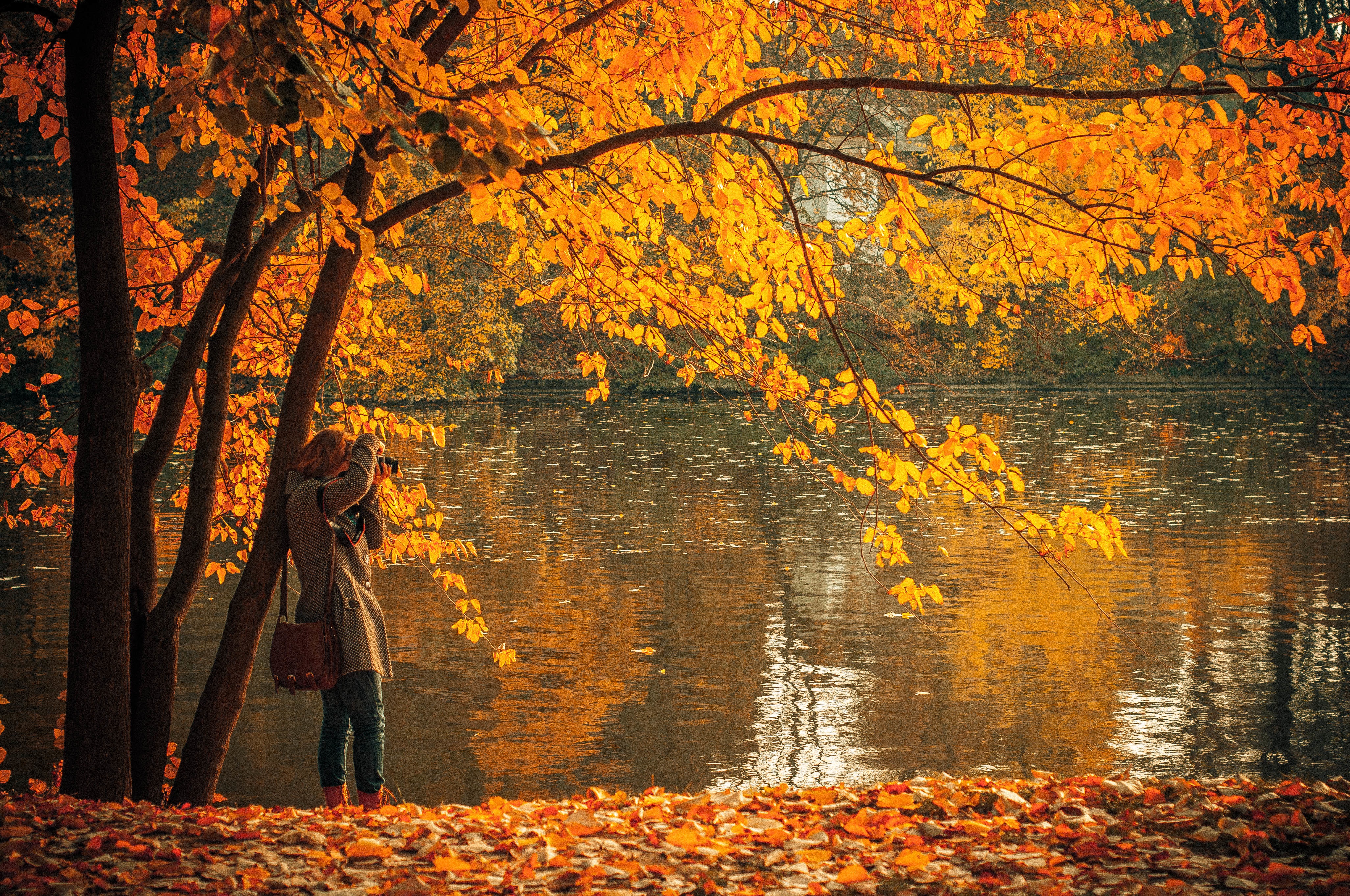 fall in love wallpaper,tree,nature,natural landscape,leaf,reflection