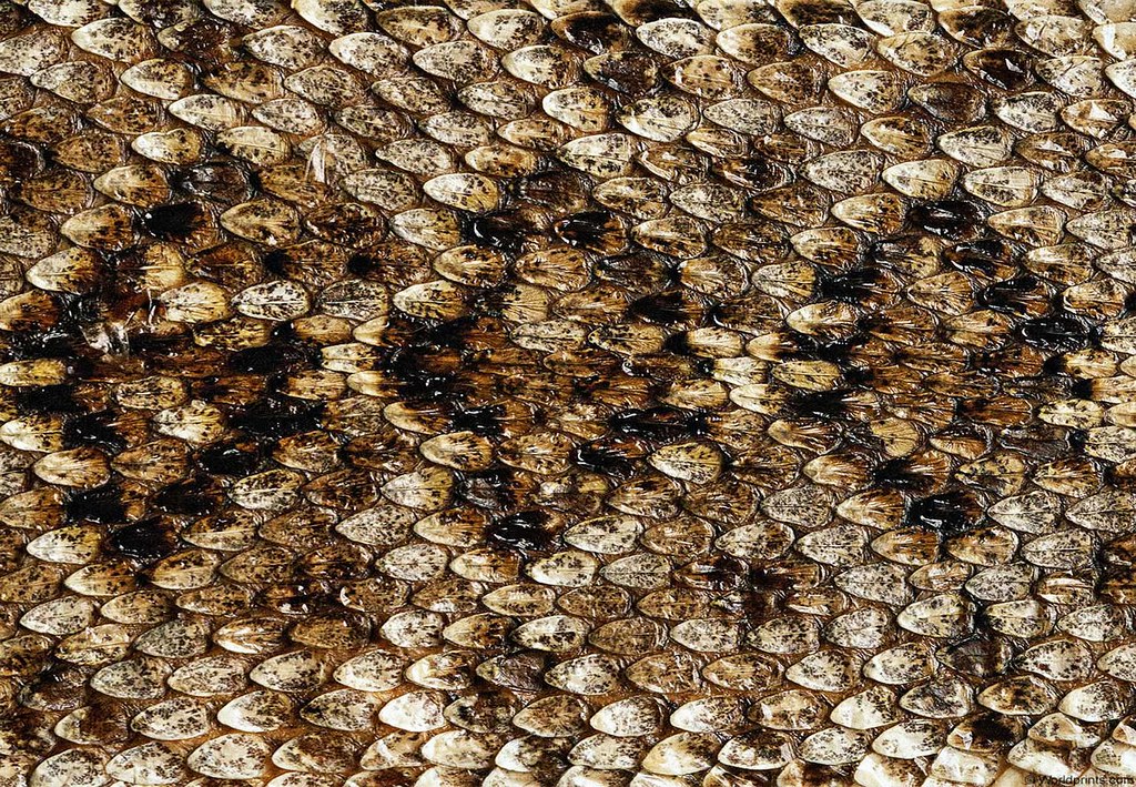Crocodile Skin Wallpaper- WallpaperUse