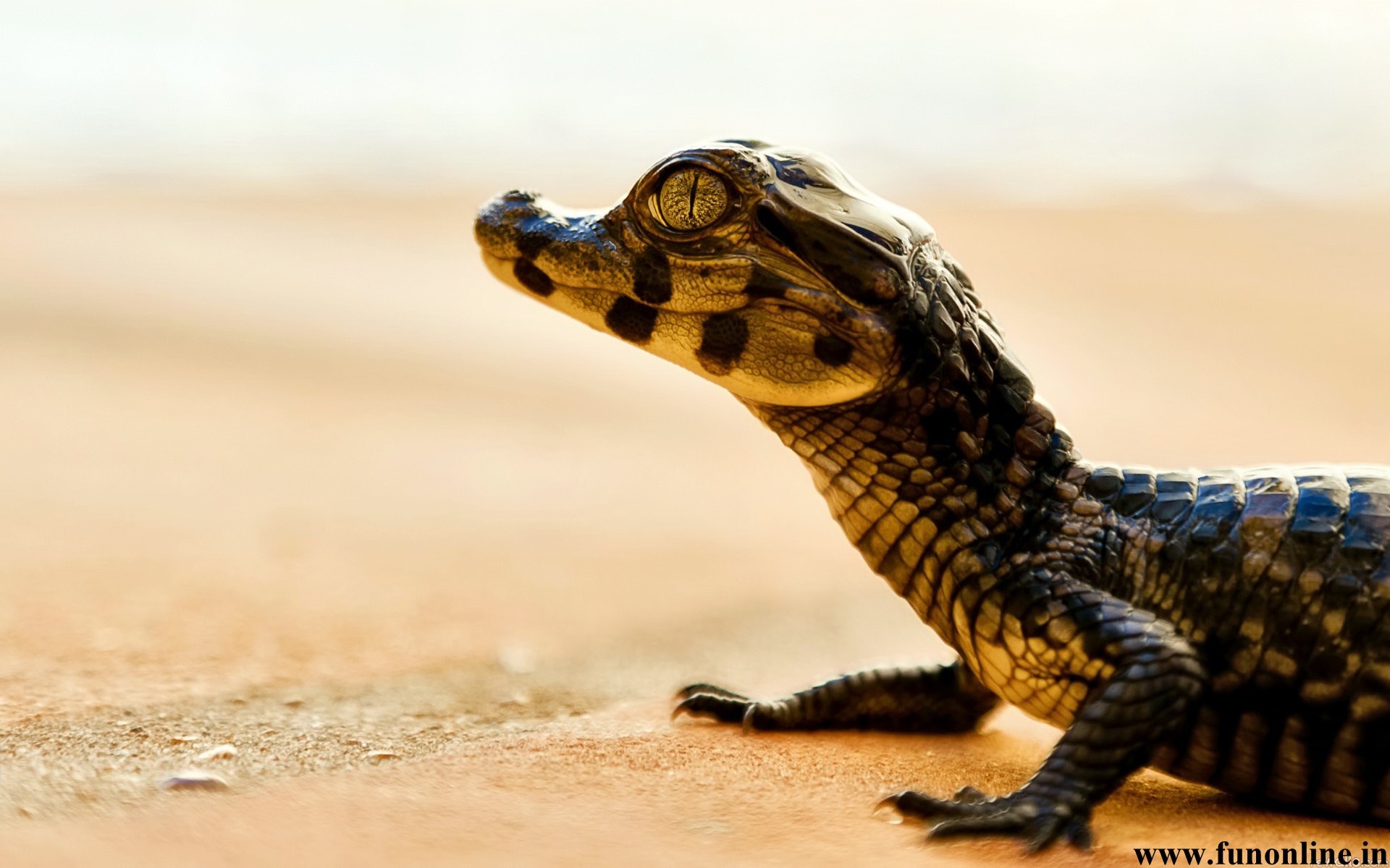 ワニ皮の壁紙,爬虫類,陸生動物,鼻,野生動物,トカゲ