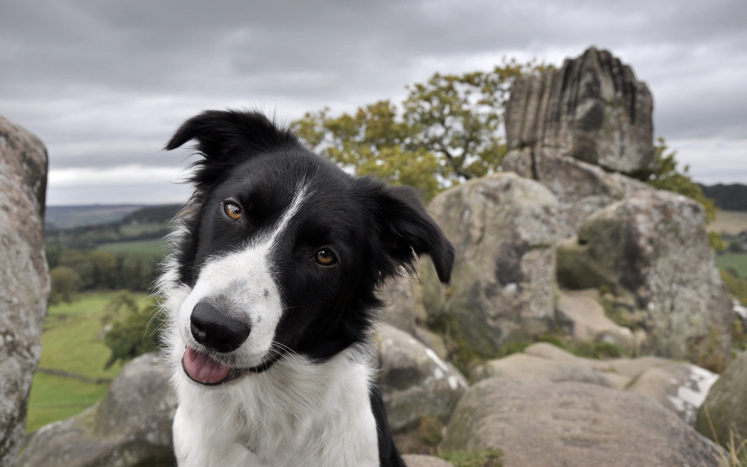 fond d'écran amical,chien,border collie,colley australien,stabyhoun,museau