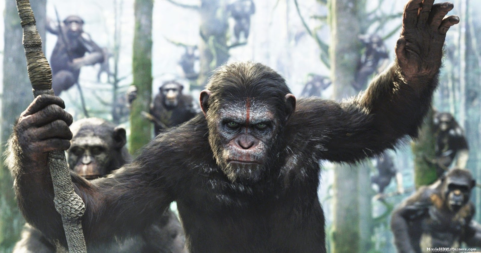dawn of the planet of the apes wallpaper,common chimpanzee,terrestrial animal,primate,human,organism