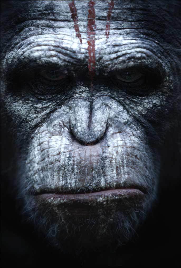 dawn of the planet of the apes wallpaper,snout,wrinkle,primate,photography,fictional character