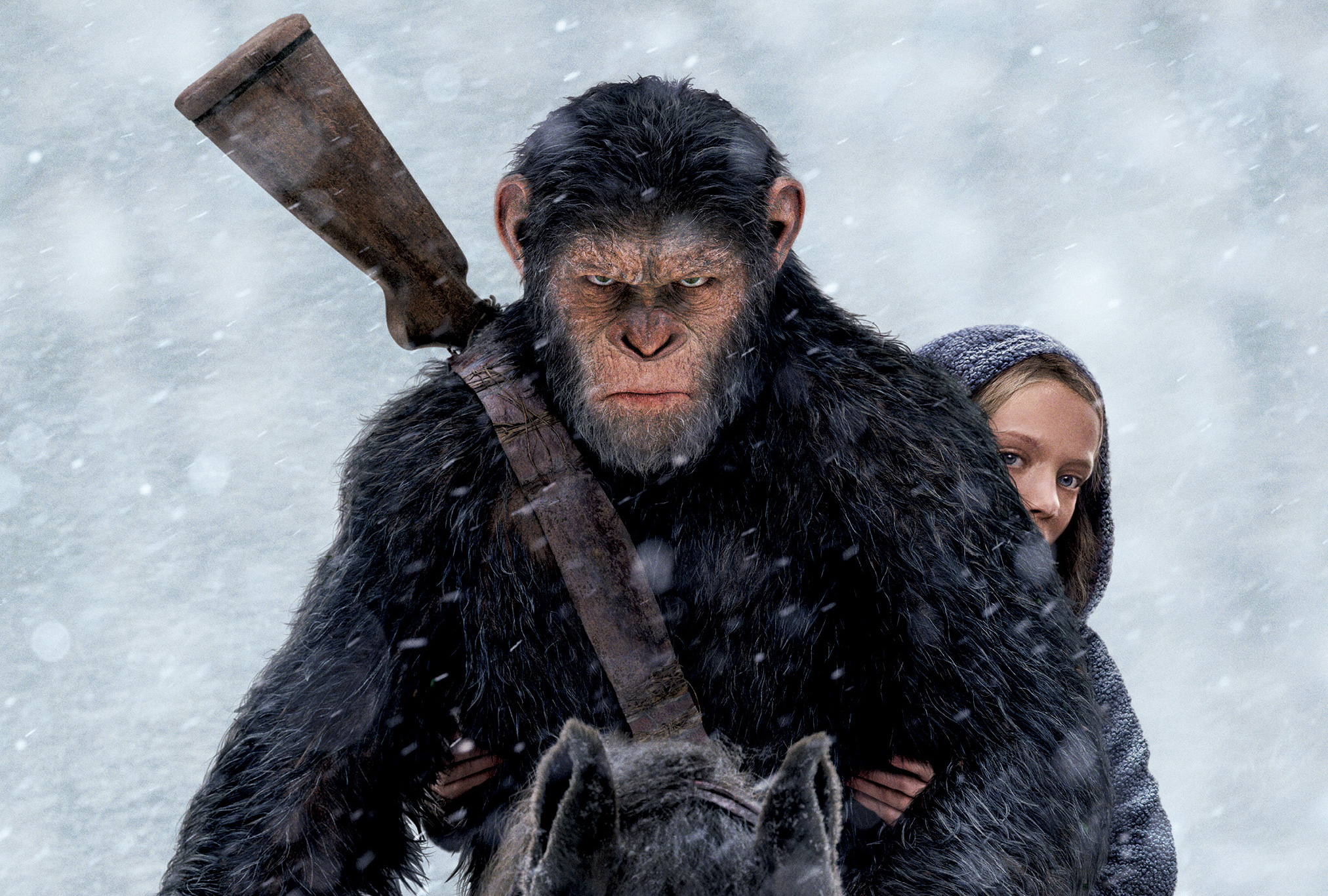 war for the planet of the apes wallpaper,common chimpanzee,primate,macaque,human,fur