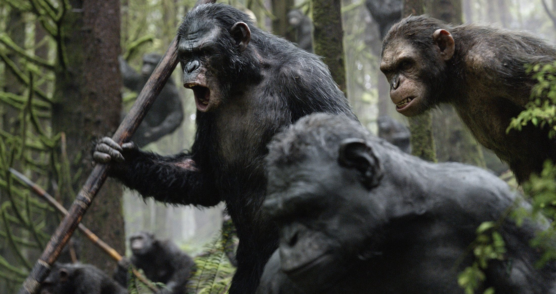 amanecer del planeta de los simios fondo de pantalla,chimpancé común,primate,animal terrestre,humano,hocico