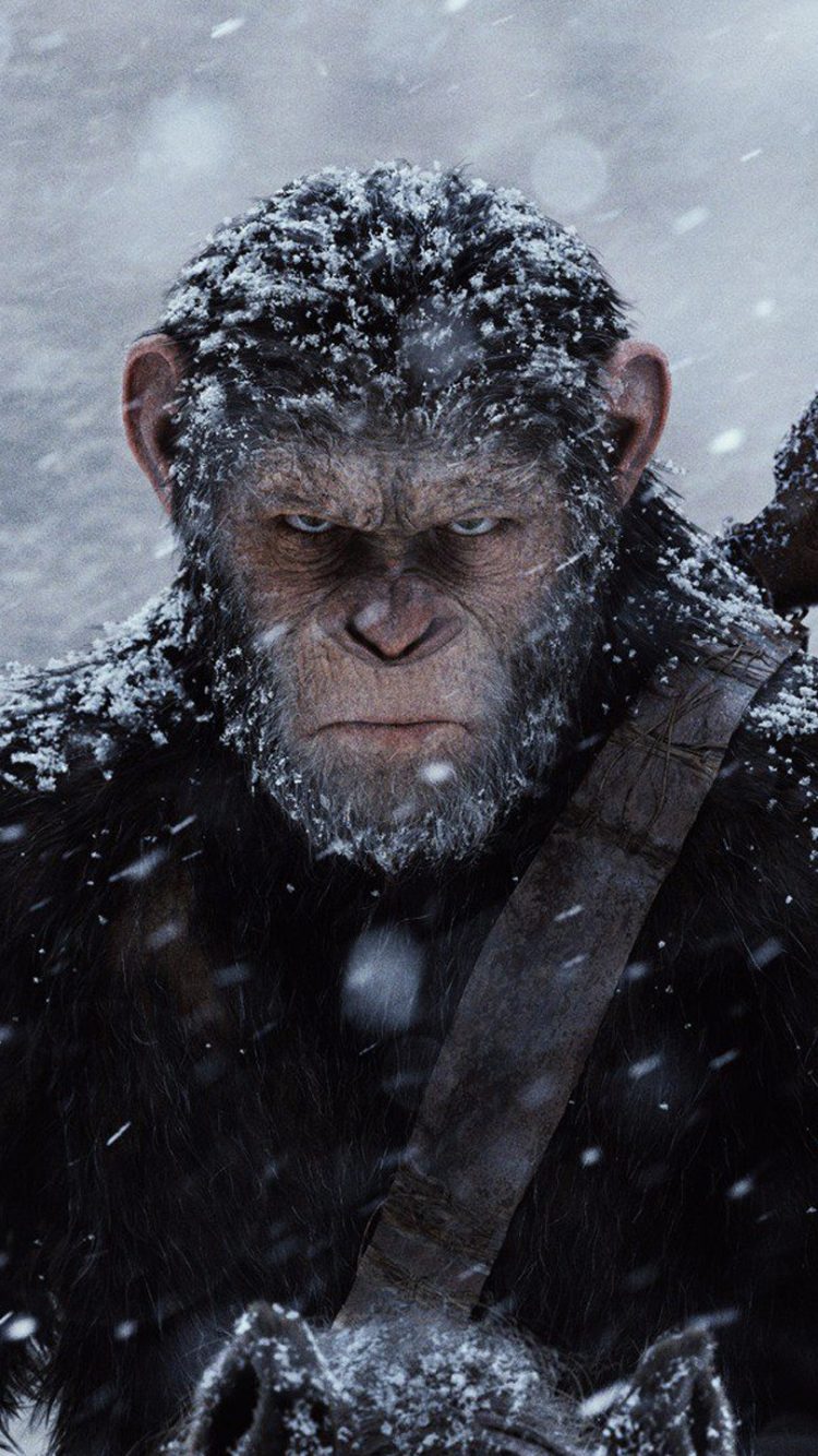 war for the planet of the apes wallpaper,macaque,human,primate,snout,common chimpanzee