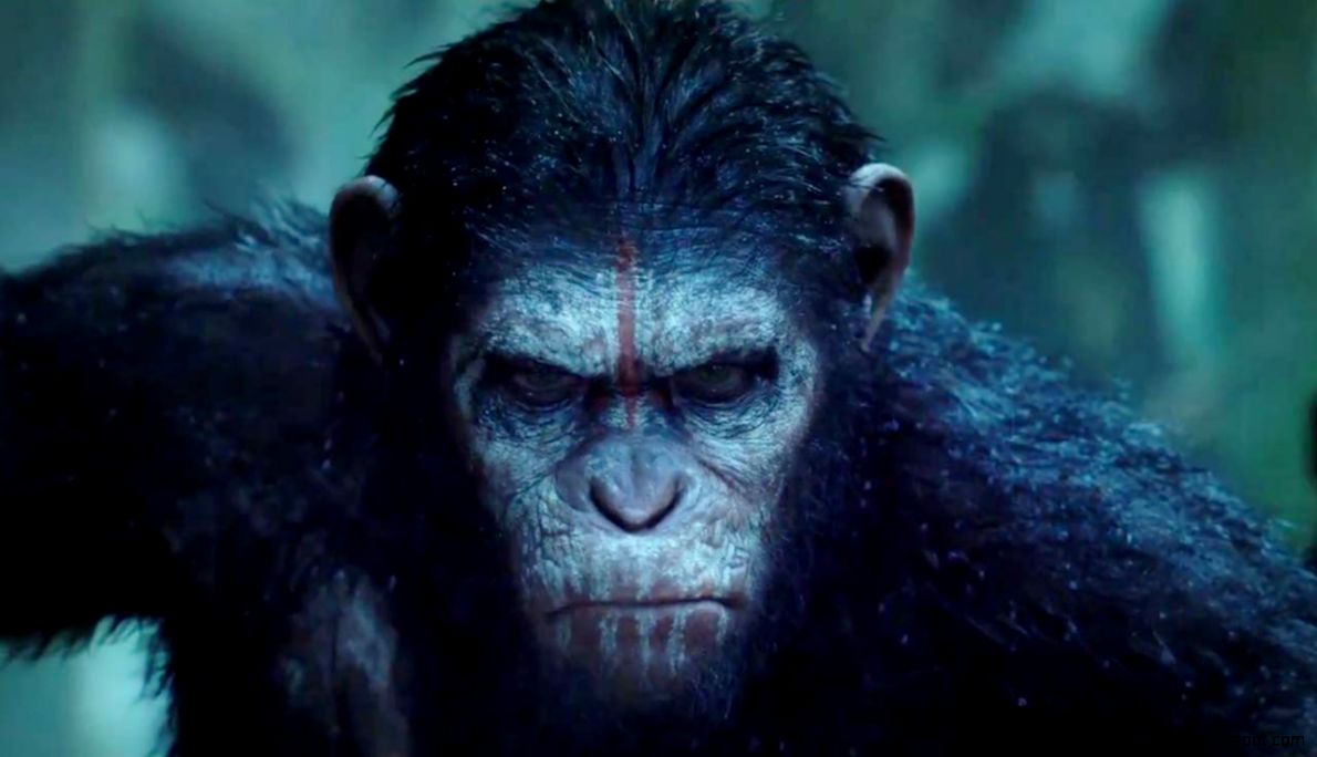 dawn of the planet of the apes wallpaper,primate,snout,terrestrial animal,common chimpanzee,organism