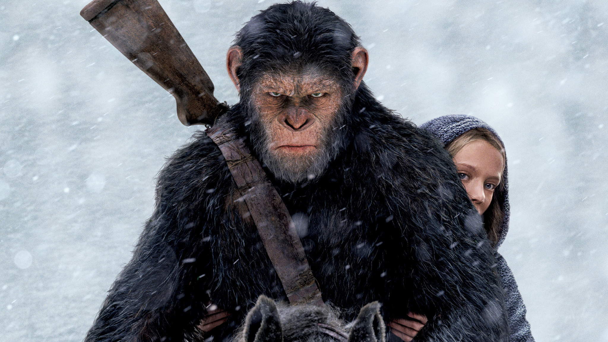 war for the planet of the apes wallpaper,primate,common chimpanzee,macaque,human,fictional character