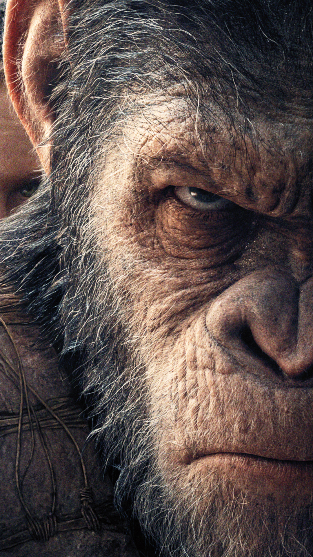 dawn of the planet of the apes wallpaper,skin,wrinkle,common chimpanzee,snout,primate