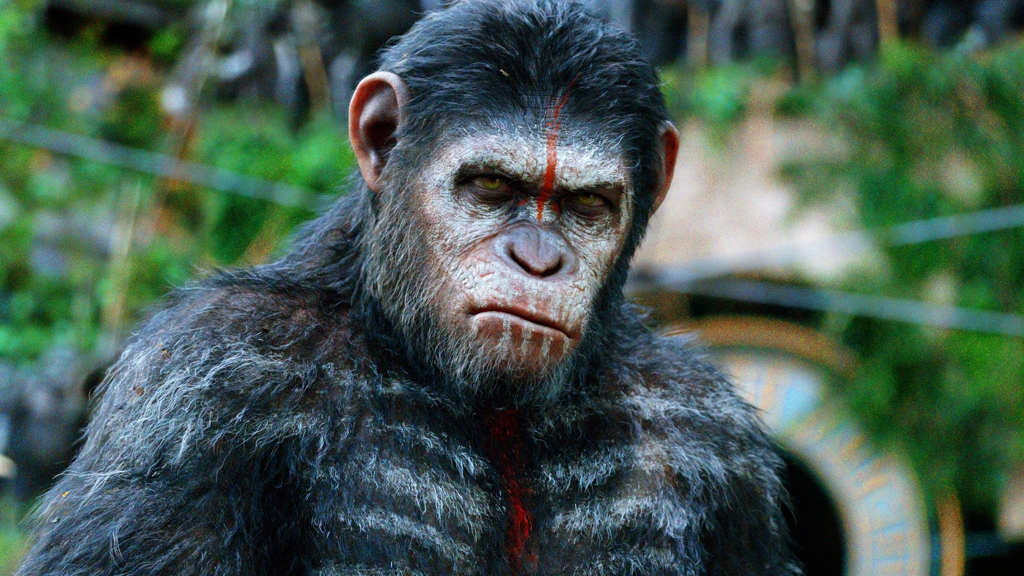 guerre pour la planète des singes fond d'écran,chimpanzé commun,primate,museau,animal terrestre,œil
