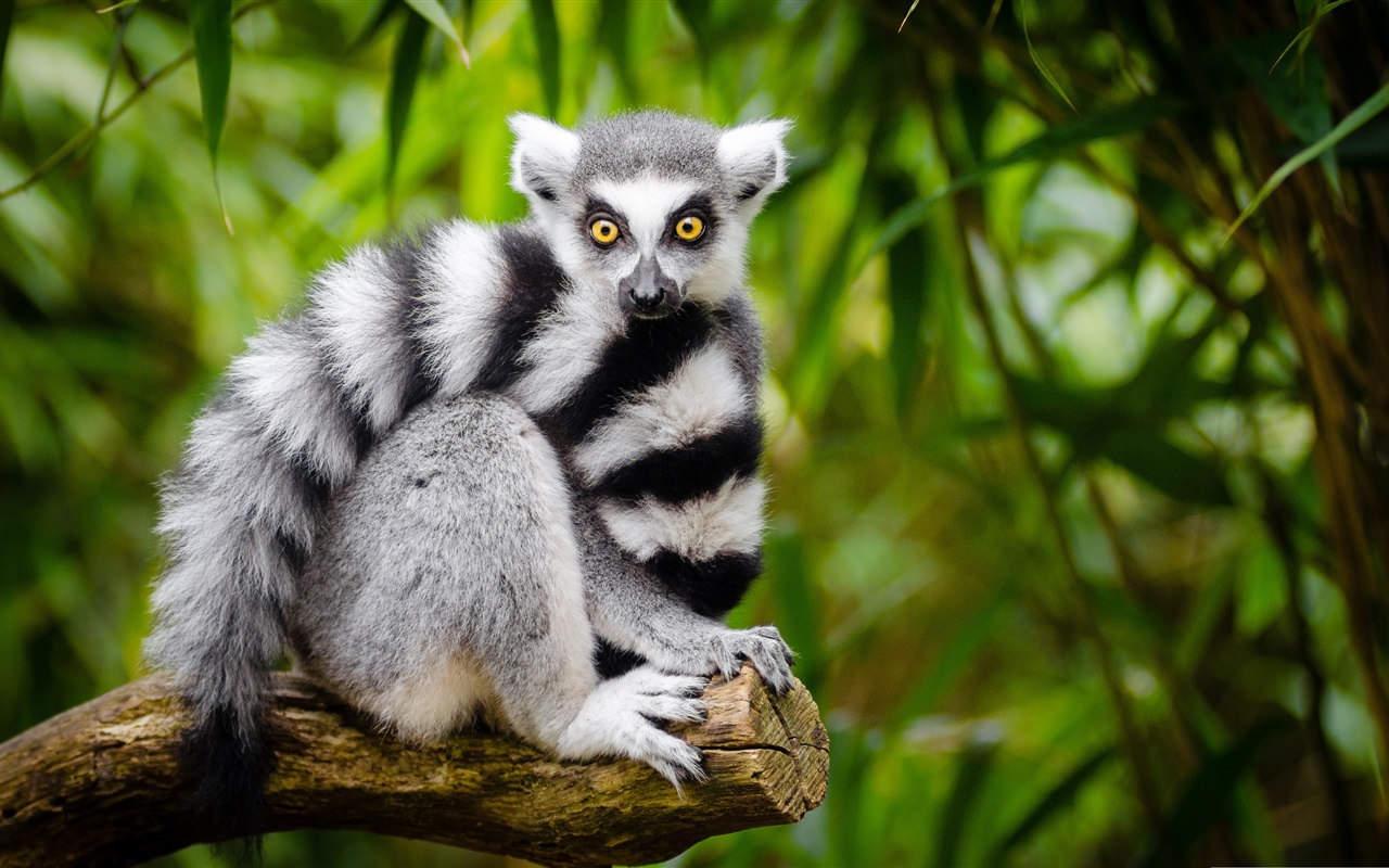 carta da parati lemure,natura,animale terrestre,primate,pianta,pelliccia