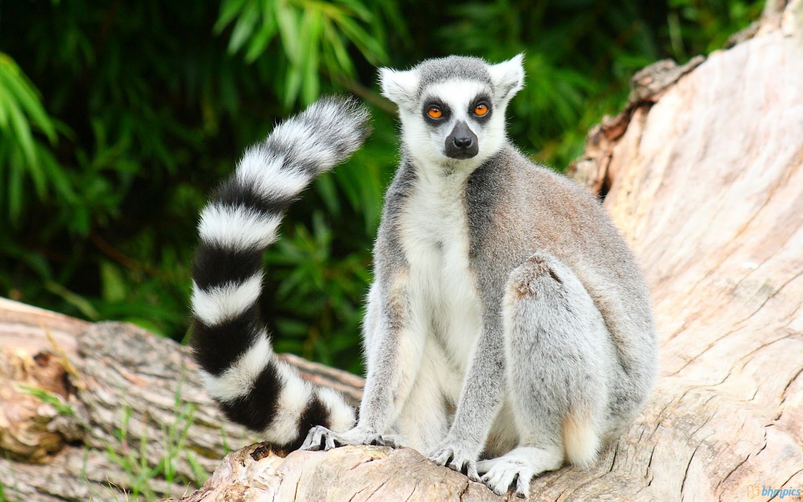 carta da parati lemure,animale terrestre,primate,natura,grugno,meerkat