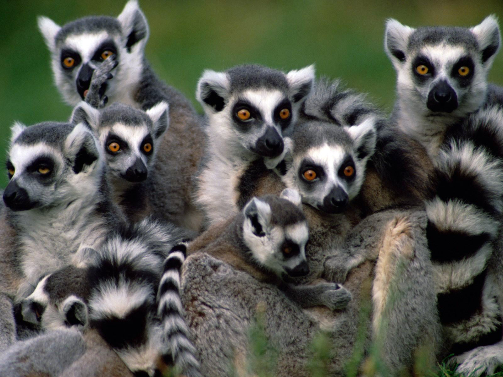 lemur tapete,landtier,tierwelt,schnauze,primas,schnurrhaare