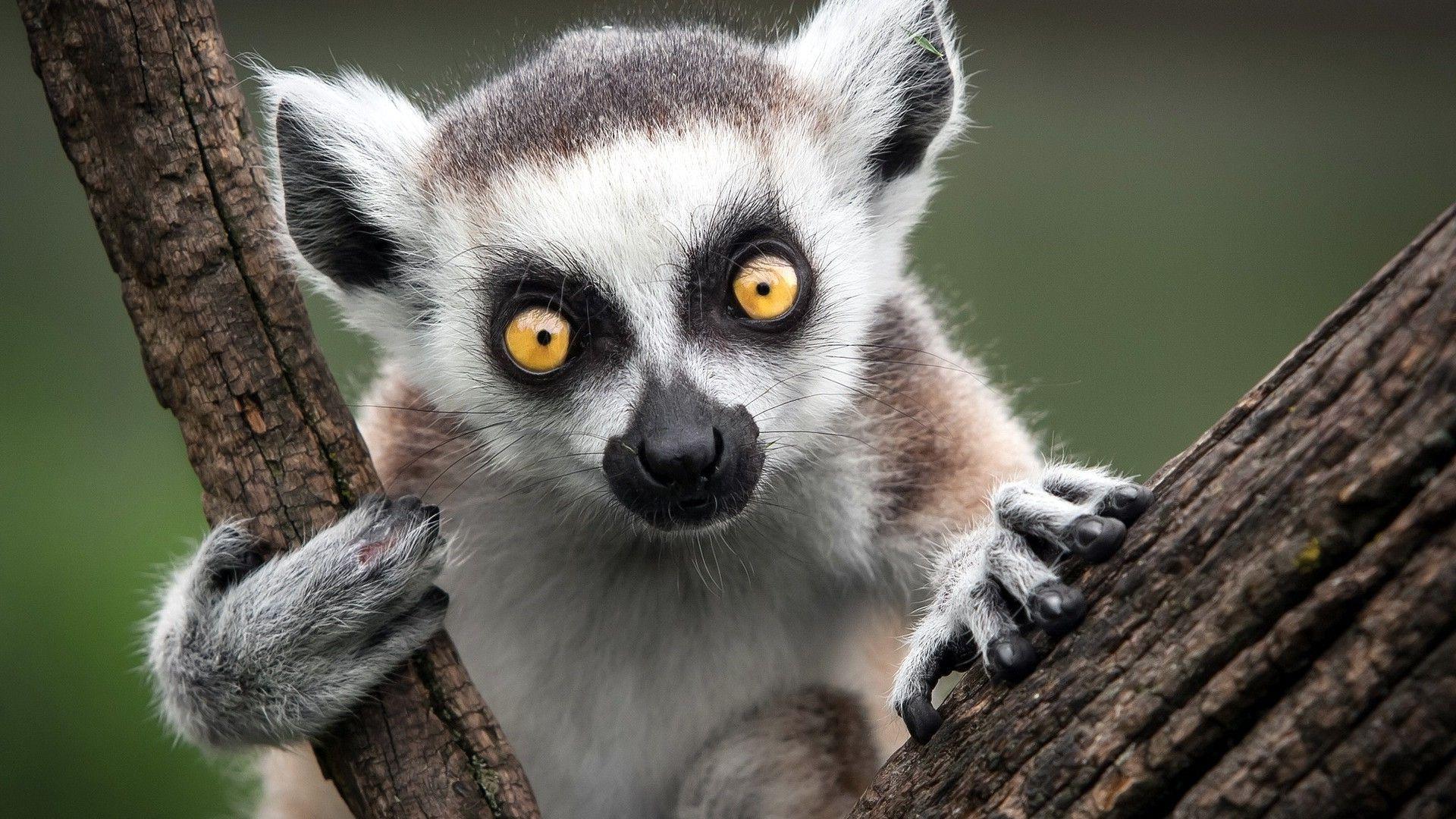 carta da parati lemure,animale terrestre,natura,grugno,barba,primate