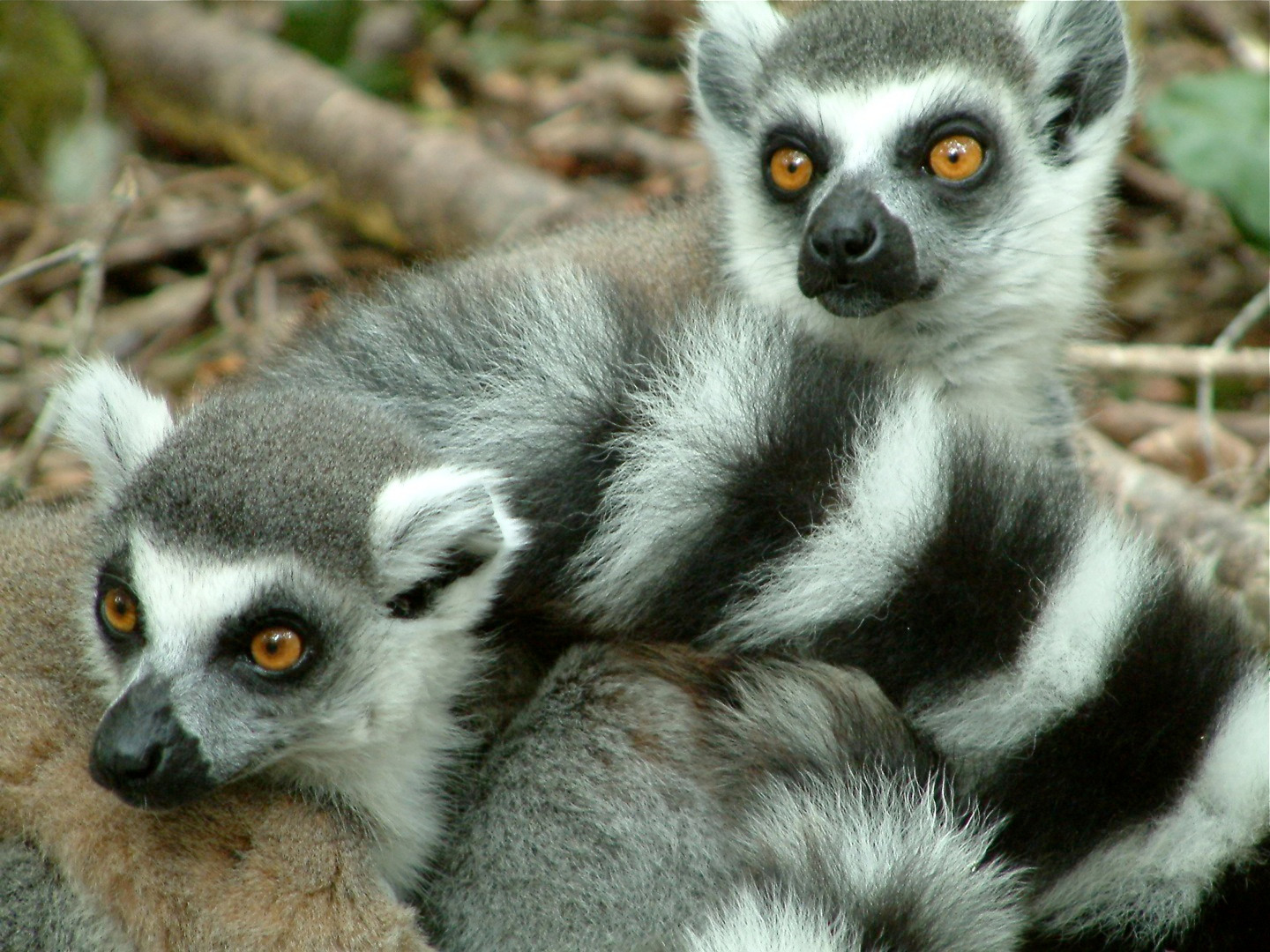 lemur tapete,landtier,schnauze,schnurrhaare,primas,tierwelt