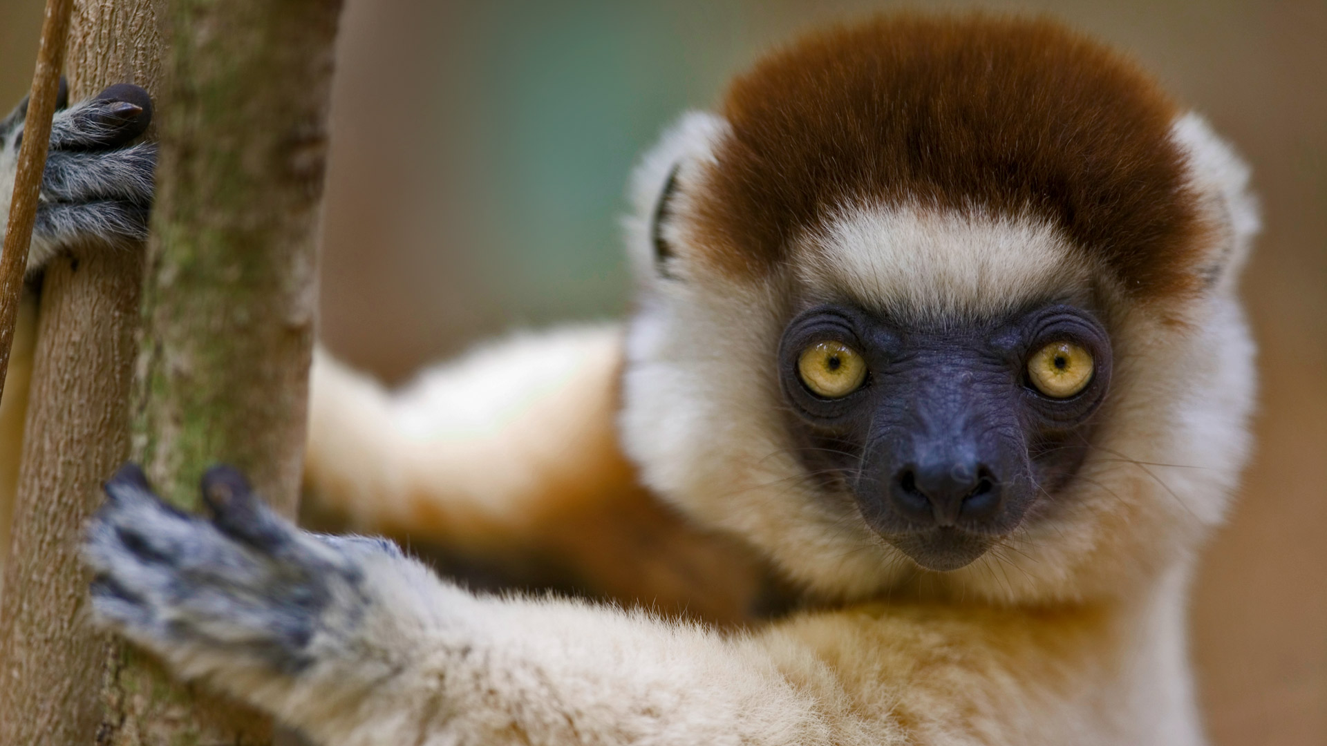 fond d'écran lémurien,primate,animal terrestre,museau,œil