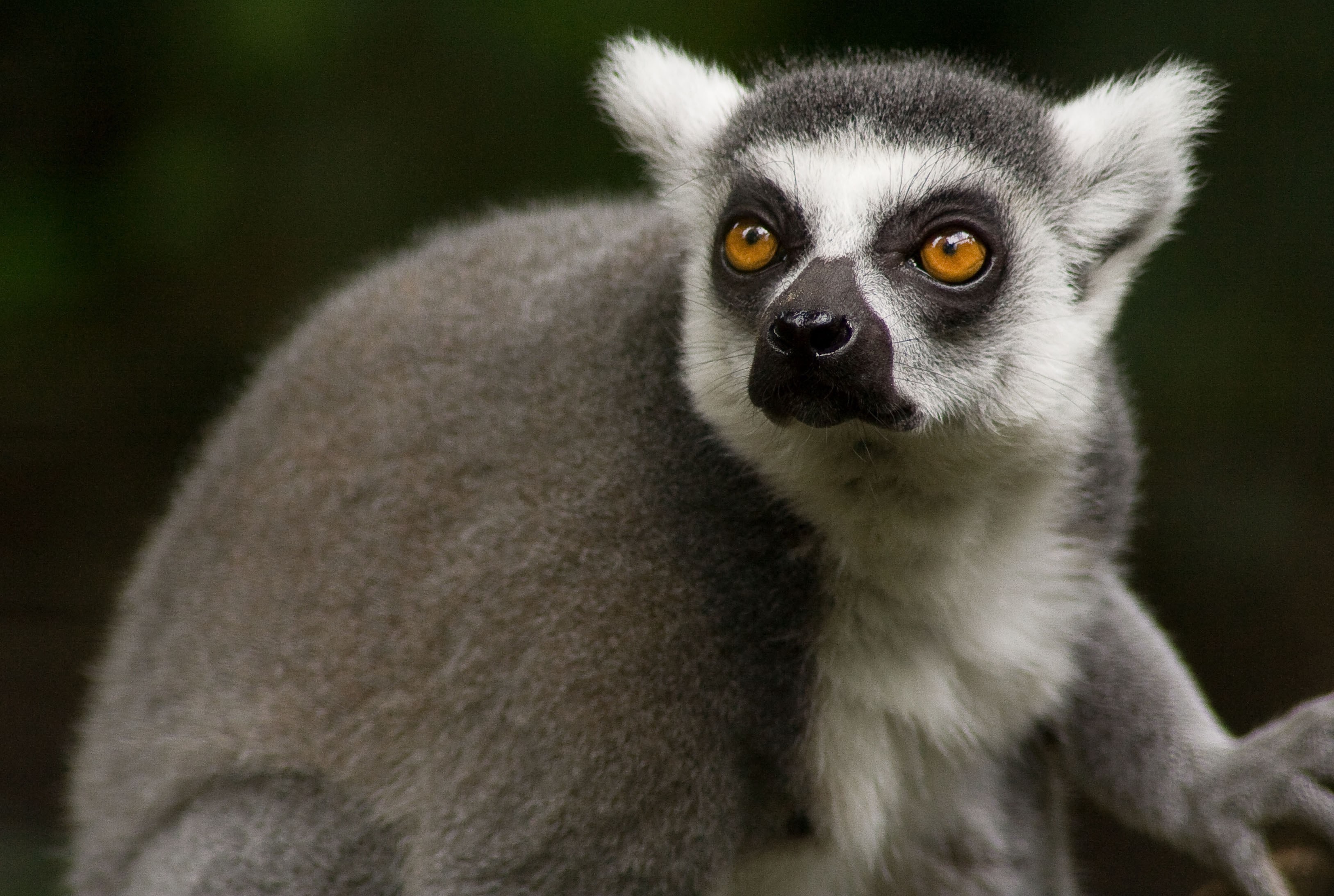 carta da parati lemure,animale terrestre,grugno,primate,natura,barba