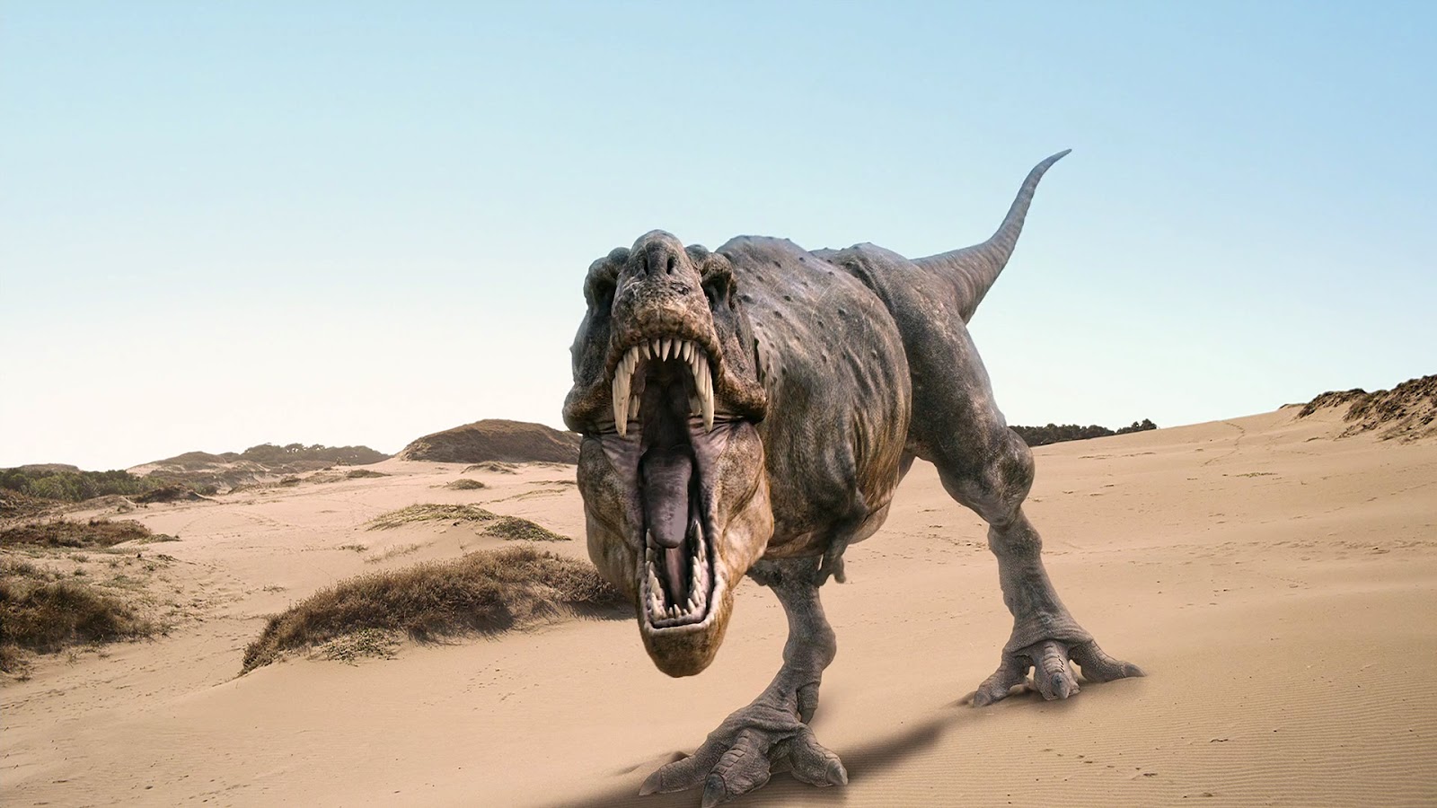 t rex fondo de pantalla hd,dinosaurio,arena,paisaje,tiranosaurio