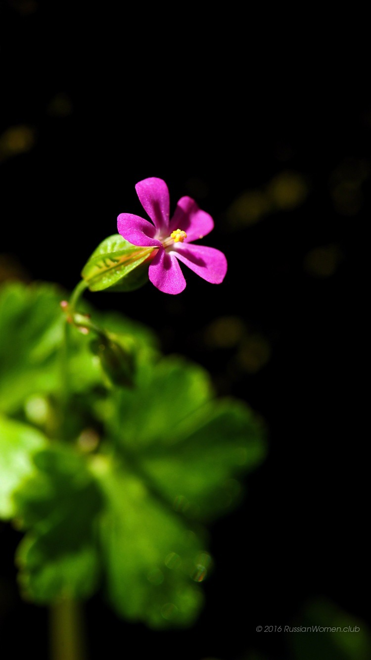 750 x 1334壁紙,花,開花植物,花弁,工場,ピンク