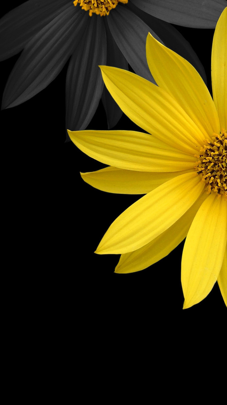 fondo de pantalla de 750 x 1334,amarillo,pétalo,flor,planta,de cerca