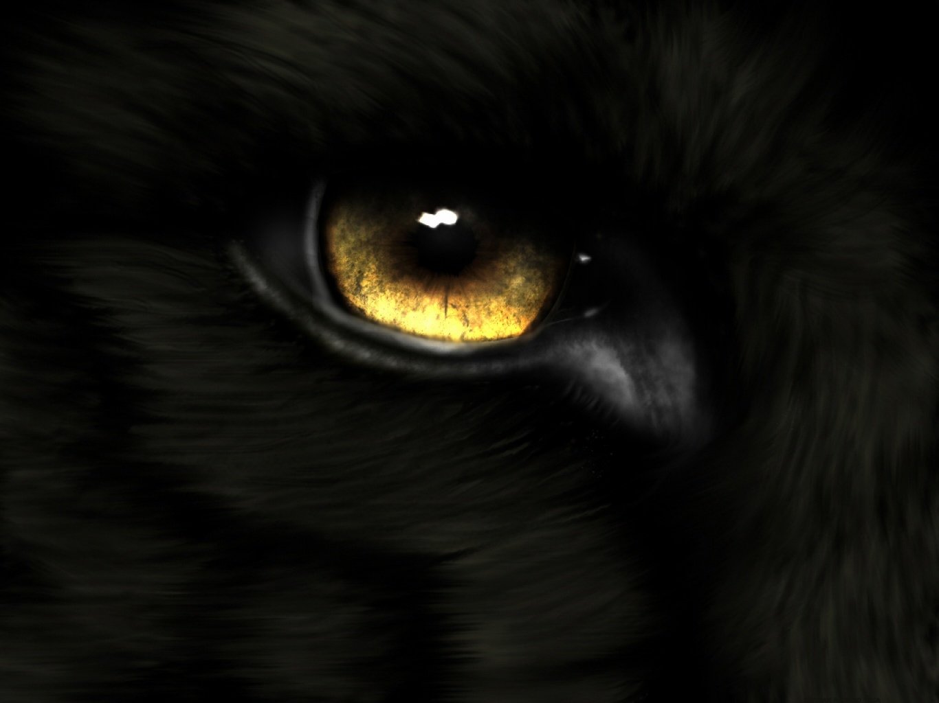 geforce gtx wallpaper,black,eye,close up,iris,darkness