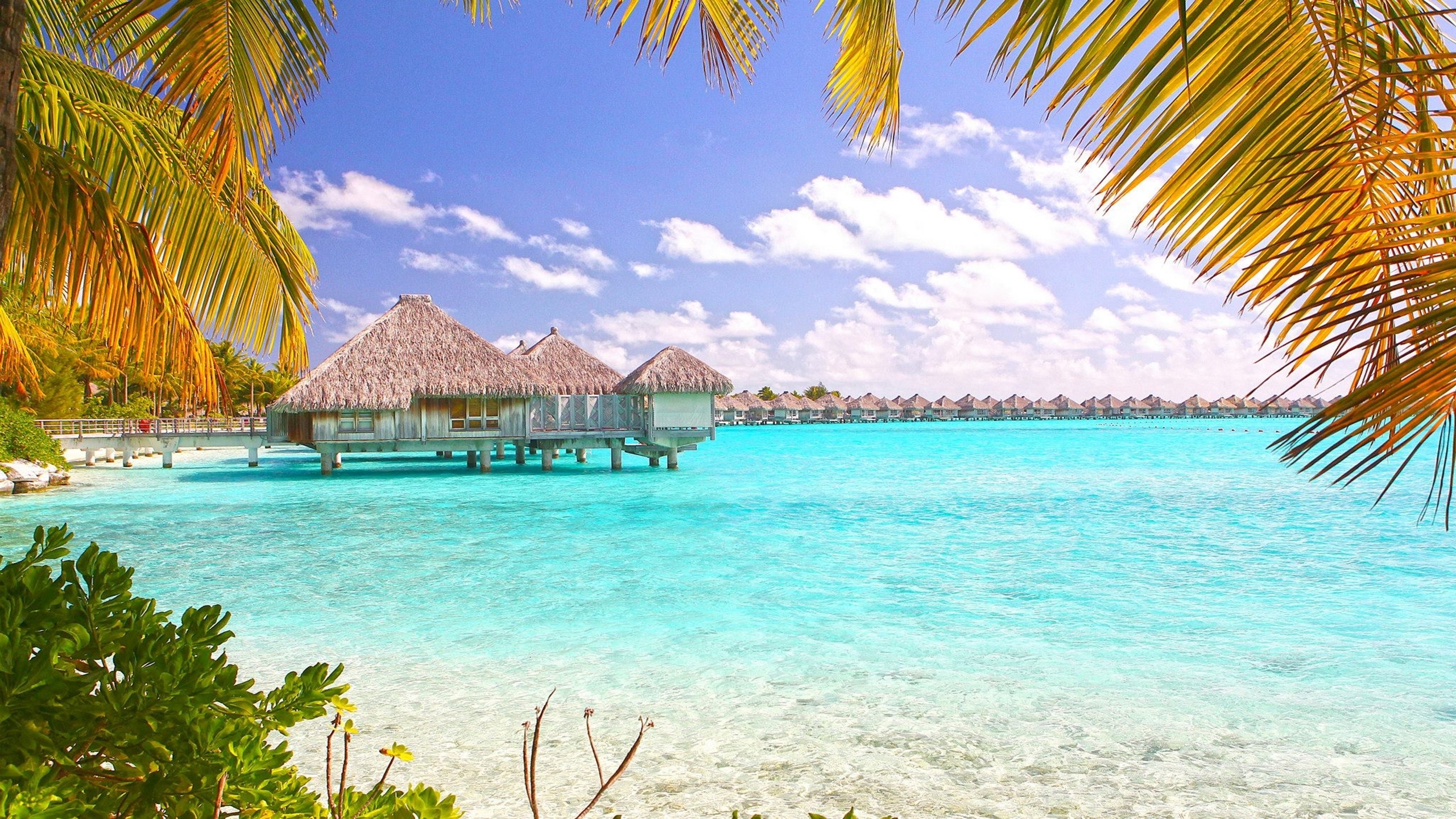 bora bora hd wallpaper,vacanza,caraibico,paesaggio naturale,turismo,palma