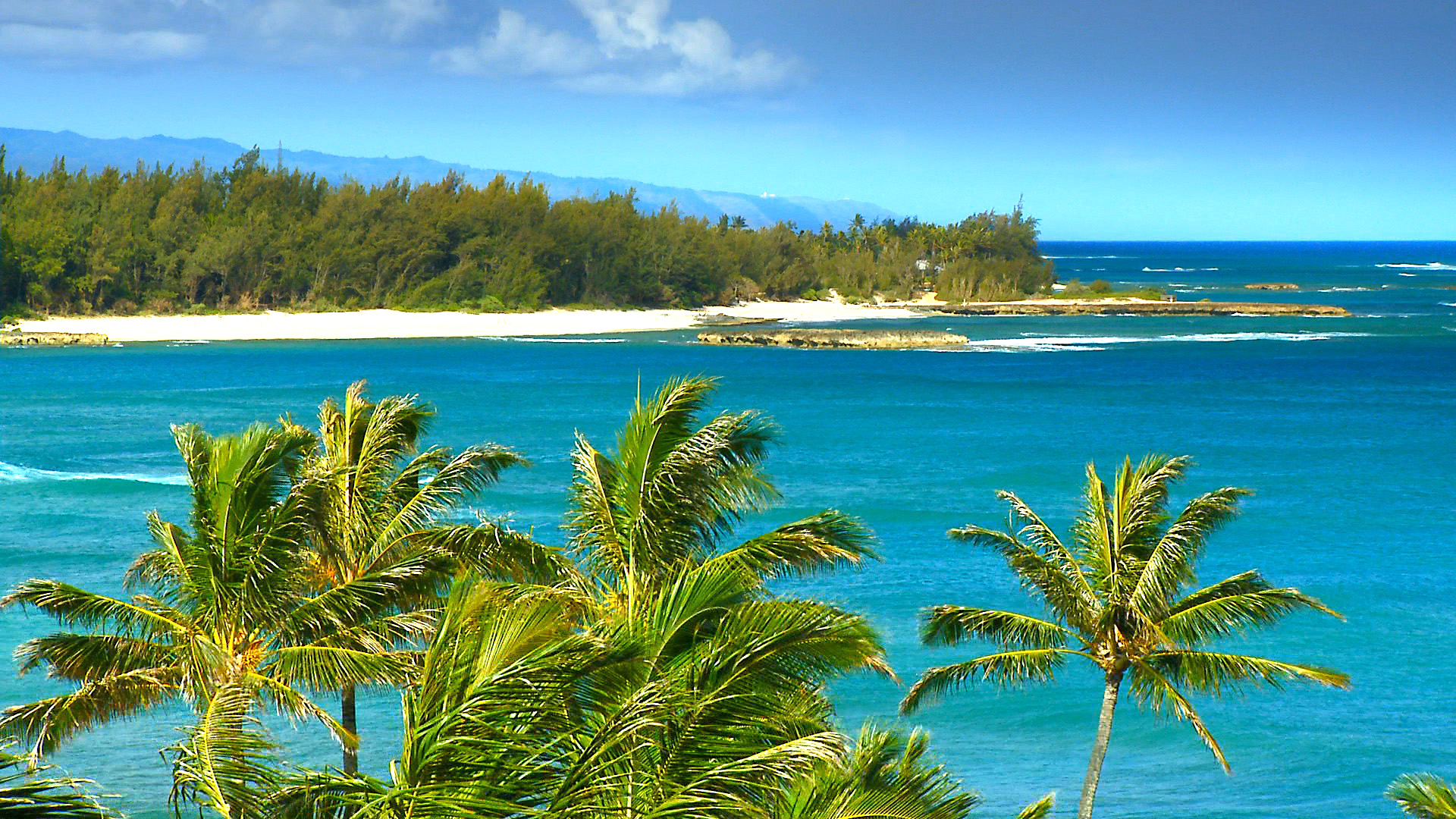 하와이 해변 벽지,물줄기,자연,자연 경관,바다,야자수