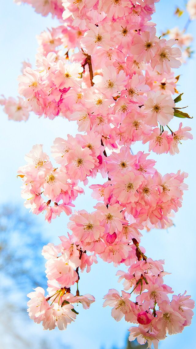 pretty wallpapers for phone,flower,pink,plant,cherry blossom,blossom