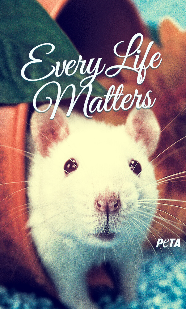 vegan iphone wallpaper,hamster,rat,gerbil,rodent,guinea pig