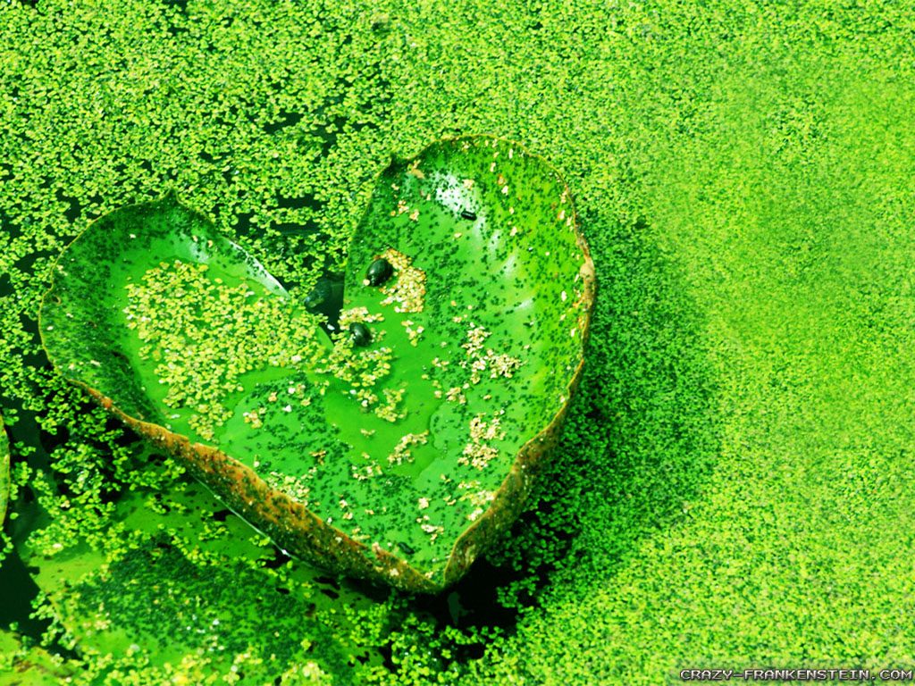 愛の自然の壁紙,緑,草,心臓,葉,工場