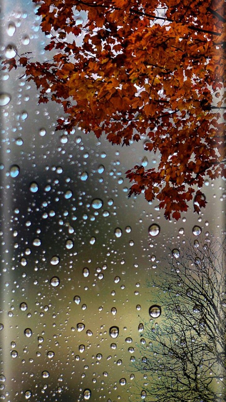 빗방울 라이브 배경 화면 hd,물,하락,나무,잎,비
