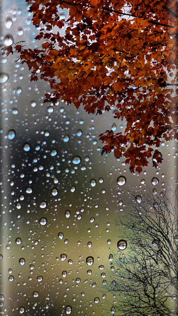 lluvia cae fondos de pantalla en vivo hd,agua,soltar,árbol,hoja,lluvia