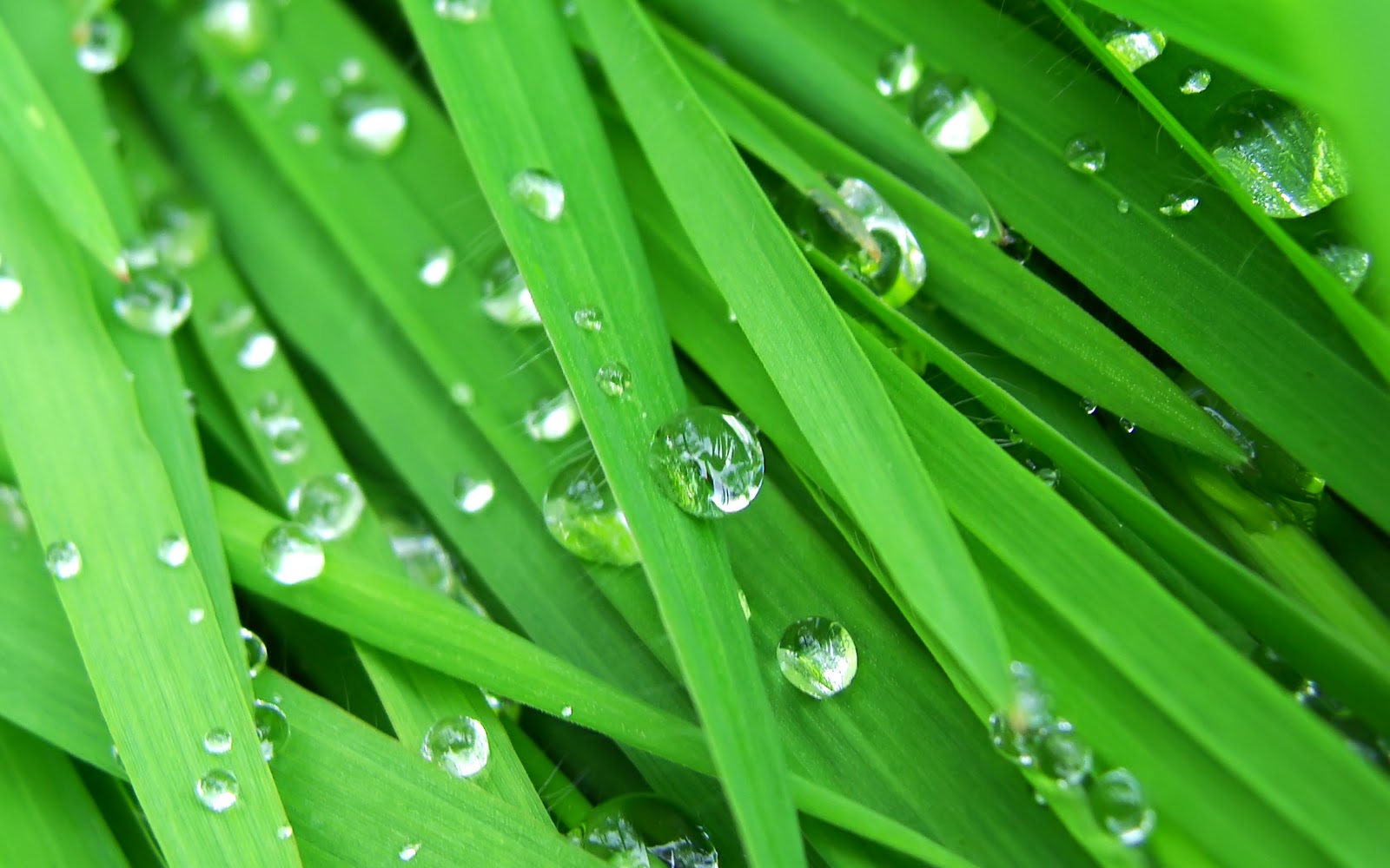 빗방울 라이브 배경 화면 hd,수분,이슬,물,초록,하락