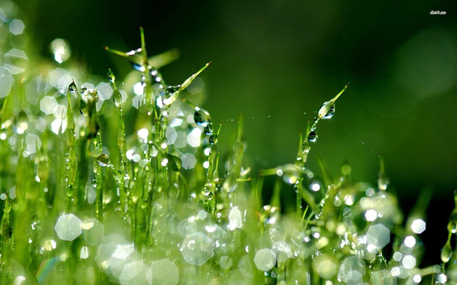 빗방울 라이브 배경 화면 hd,수분,이슬,물,초록,자연