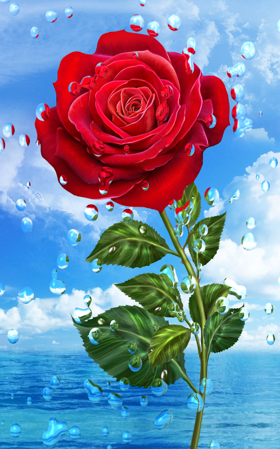 gocce di pioggia live wallpaper hd,fiore,pianta fiorita,rosa,blu,rose da giardino