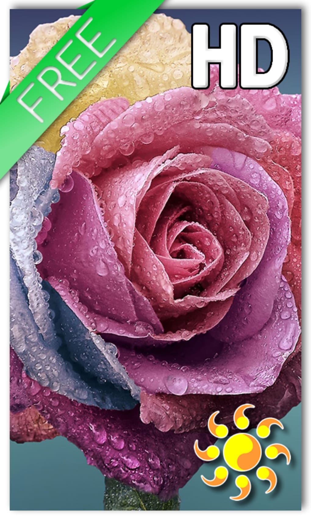 gocce di pioggia live wallpaper hd,rosa,fiore,rosa,petalo,famiglia di rose