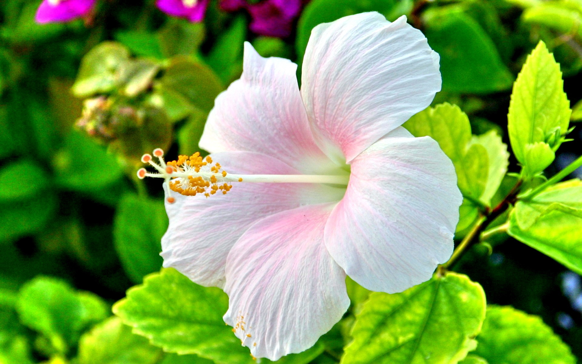 fonds d'écran nature mignons,fleur,plante à fleurs,pétale,hibiscus chinois,hibiscus