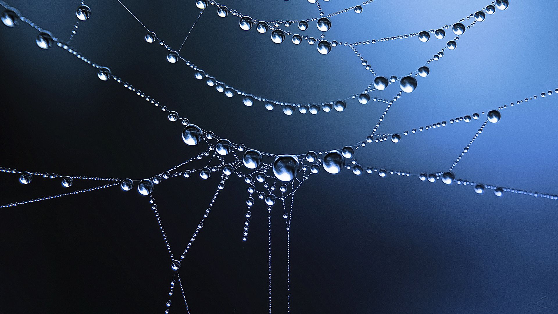 3 cool water drops hd wallpaper,spider web,moisture,water,spider,dew