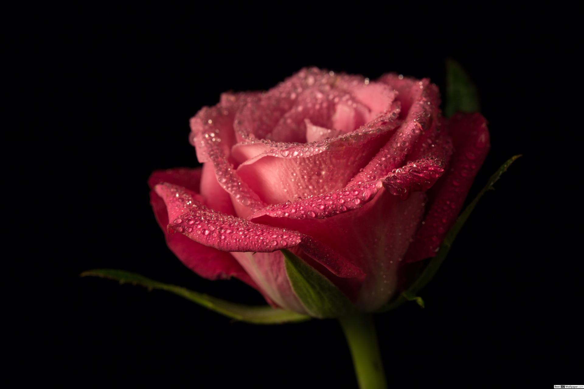 rosa de agua fondo de pantalla hd,flor,rosas de jardín,pétalo,planta floreciendo,rosado
