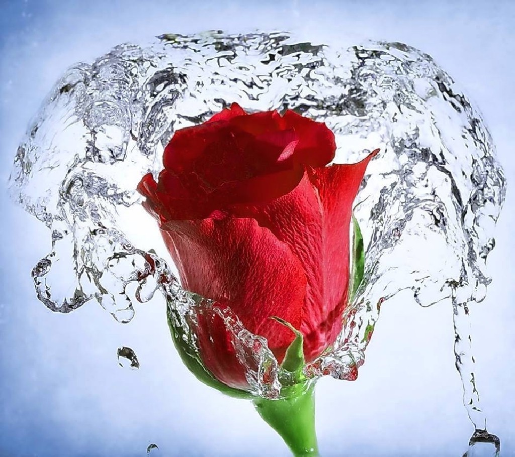rosa de agua fondo de pantalla hd,pétalo,flor,rojo,agua,rosa