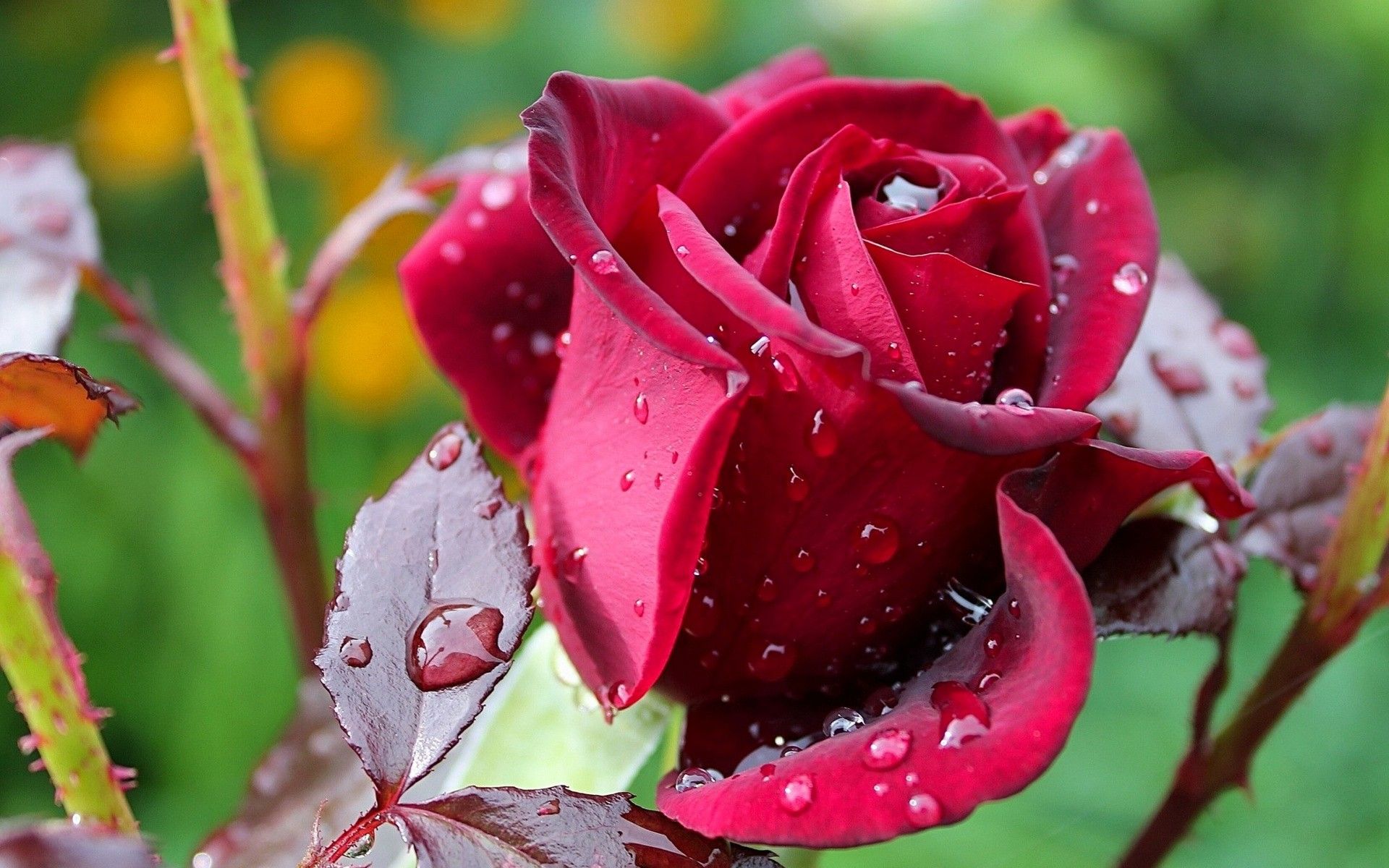 rosa de agua fondo de pantalla hd,flor,planta floreciendo,pétalo,rosas de jardín,agua