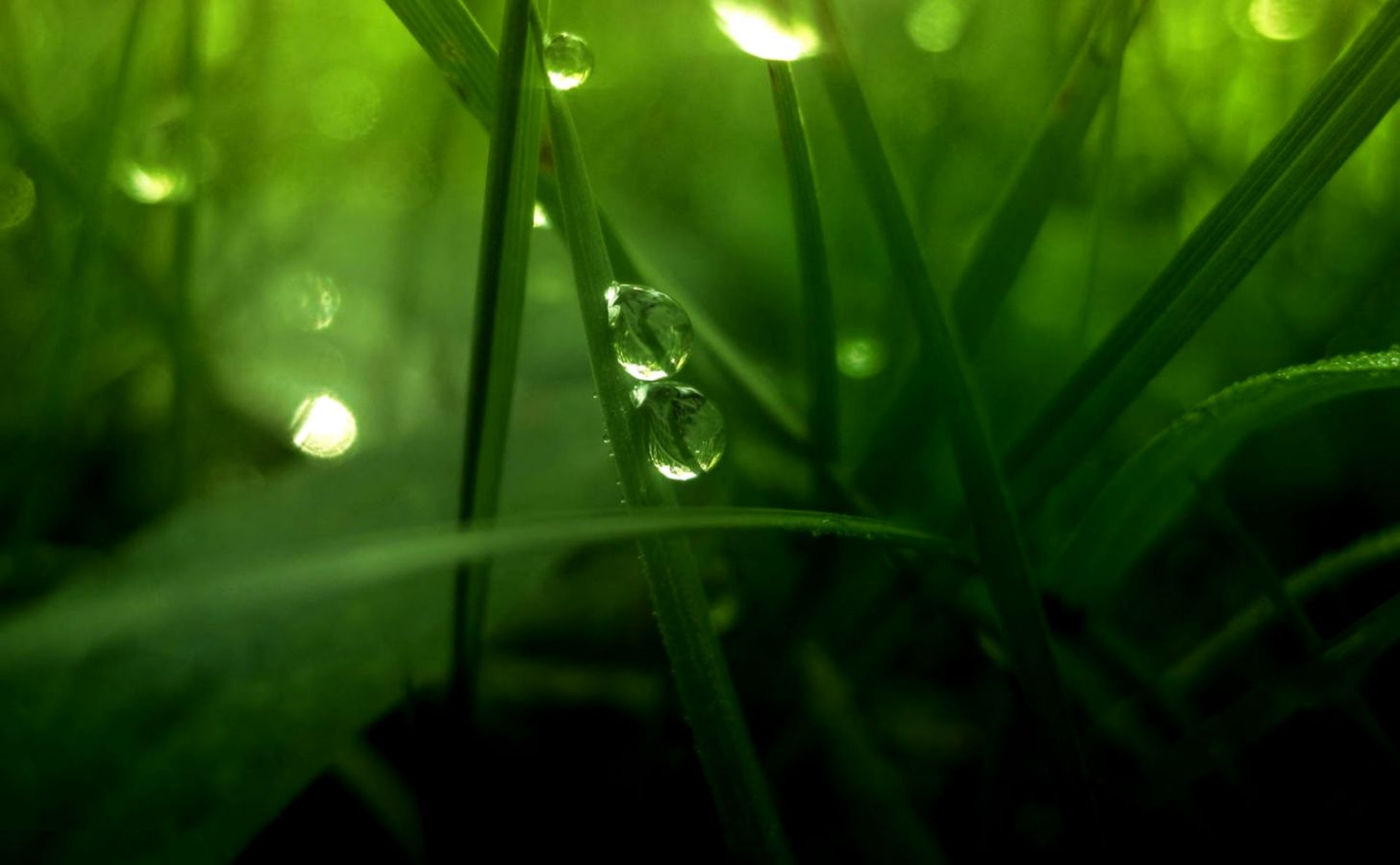 3 gouttes d'eau fraîche fond d'écran hd,humidité,vert,rosée,l'eau,la nature