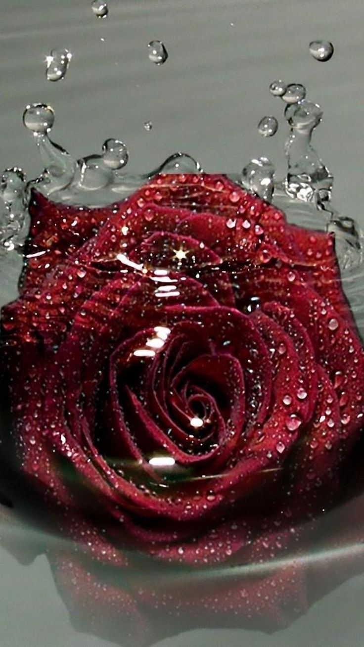 rose de l'eau fond d'écran hd,roses de jardin,rose,rouge,rose,fleur