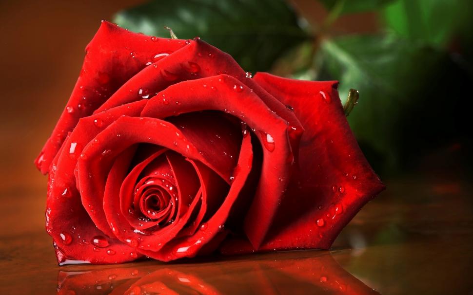 water rose hd wallpaper,garden roses,red,rose,flower,nature